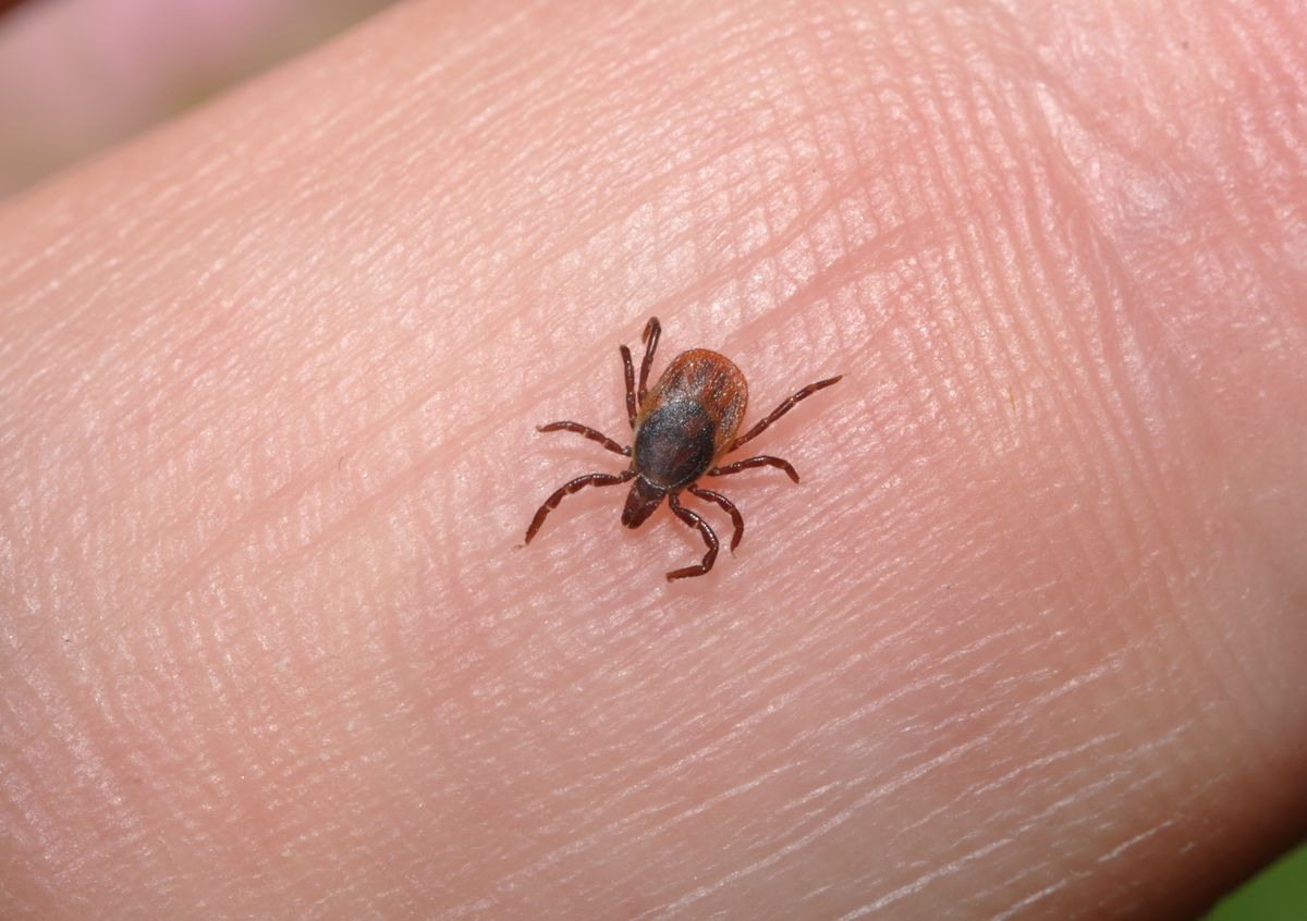Tick,Crawling,On,Human,Skin