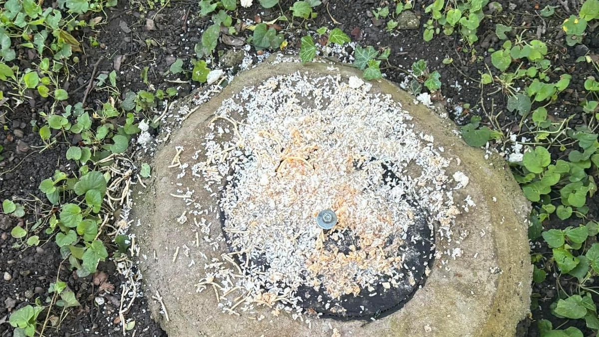 Szörnyű gyanúról suttognak Budafokon, veszélyre figyelmeztetik egymást az ott lakók