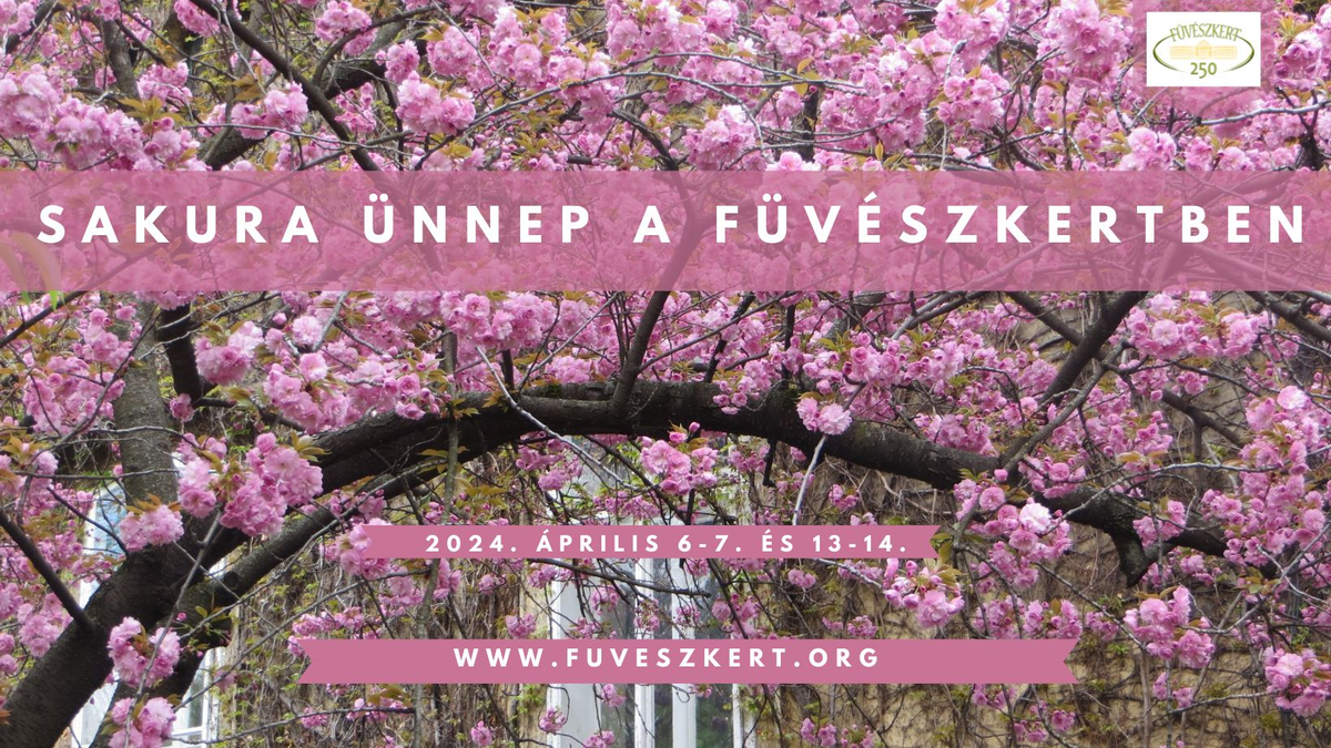Sakura ünnep a Füvészkertben