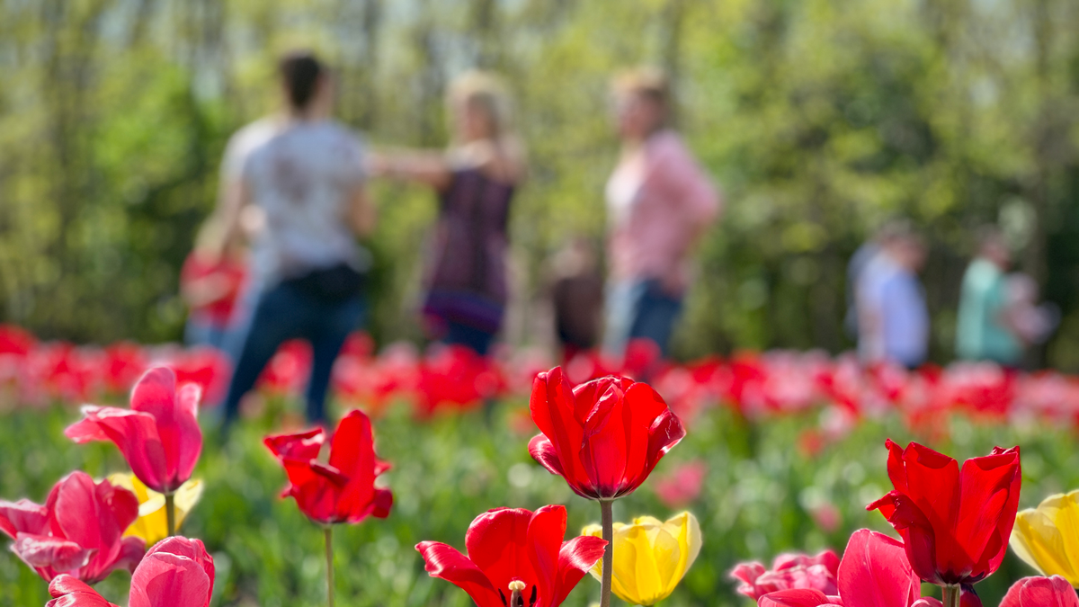 Tavaszi tulipánszüret a Tisza-tónál – káprázatos fotókon a különleges színkavalkád!