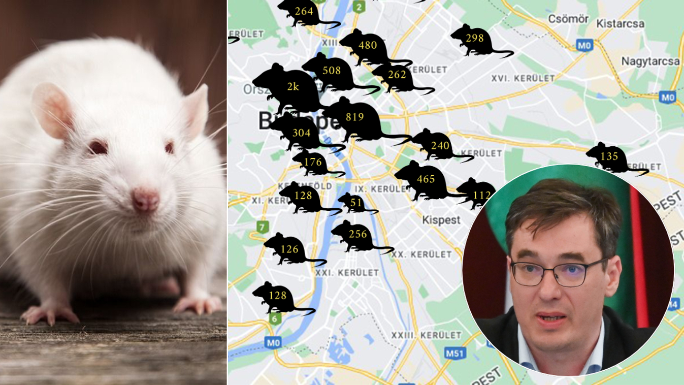Panaszkodnak a patkányok elszaporodására a budapestiek - Térképen a fővárosi patkányhelyzet!