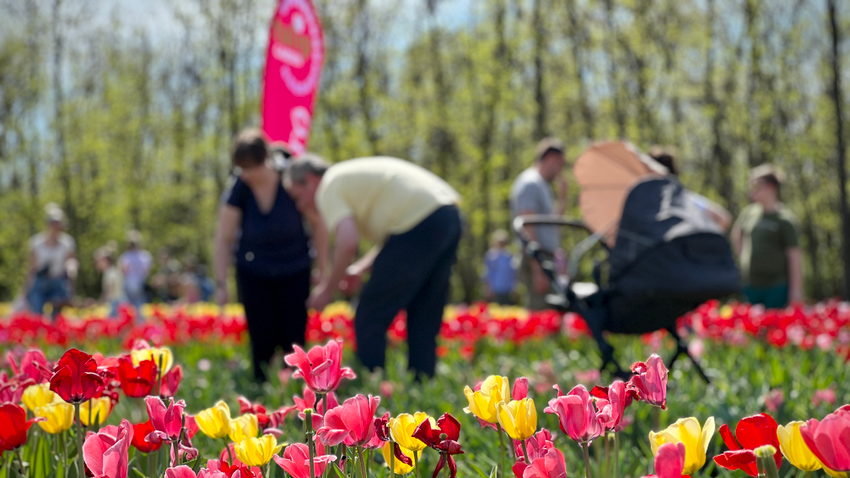 A Tisza-tónál hatalmas népszerűségnek örvend a tulipánok virágzása. Kicsik és nagyok együtt csodálják a váratlanul korán nyíló tulipánokat. A tavasz hírnökeivel nem csupán fotózkodni lehet, hanem kosárba szedve haza is vihetőek.