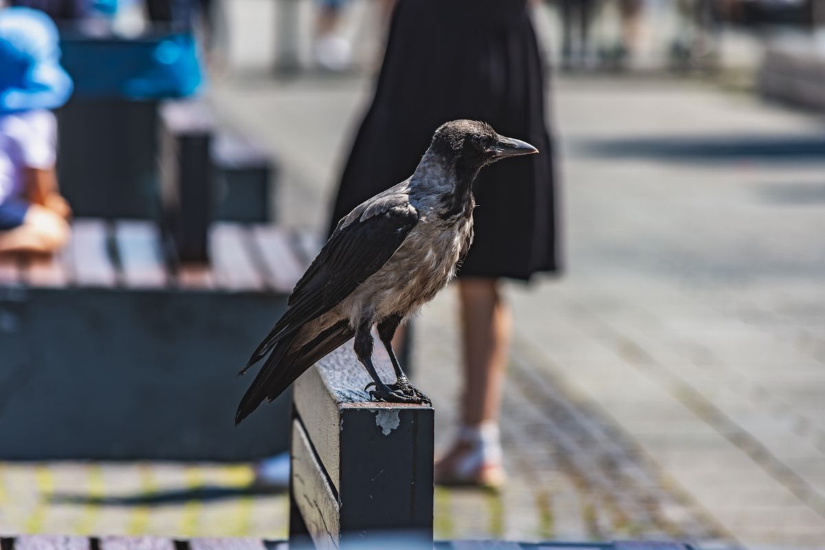 Aged,And,Skinny,Hooded,Crow,(corvus,Cornix),Standing,On,The