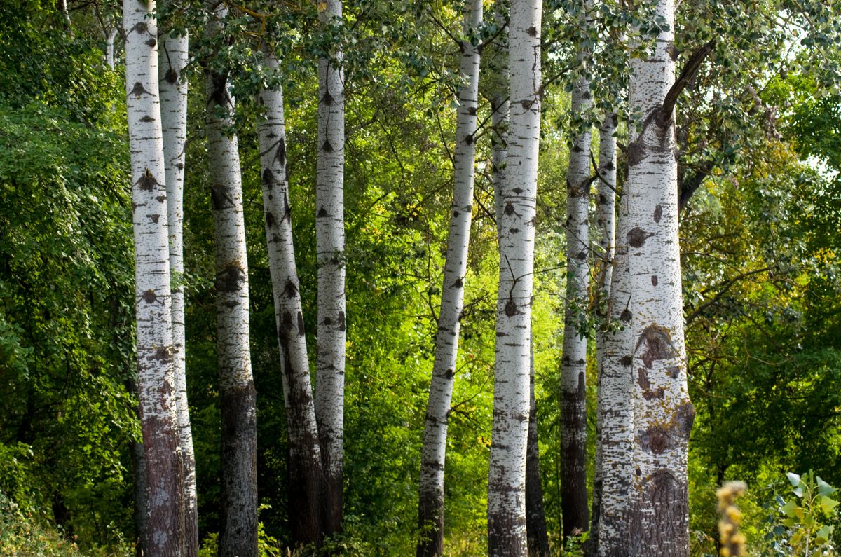 The,Trunks,Of,Poplar,Light,Color