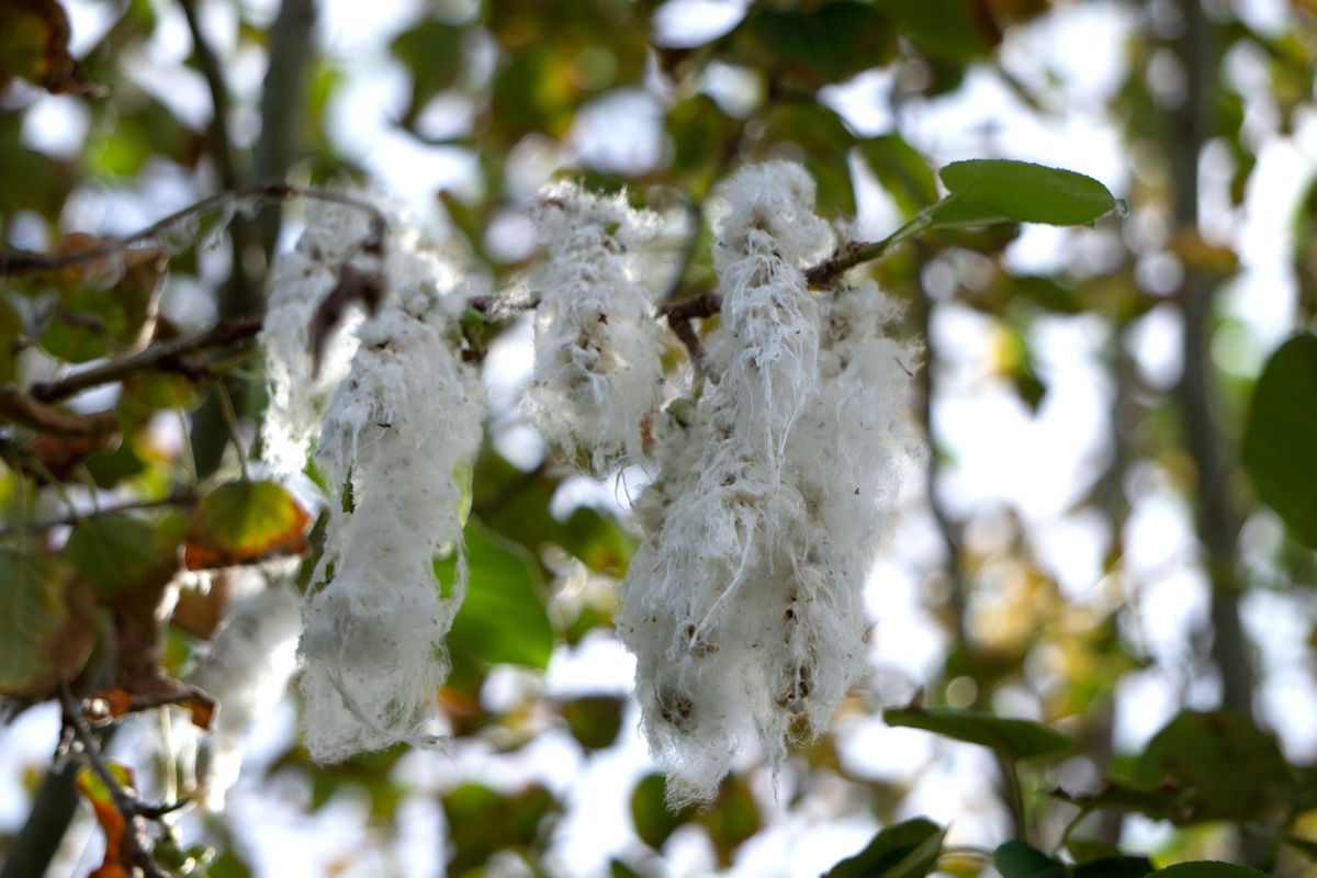 Poplar,Fluff,On,A,Tree,Poplar,Down,Ecology