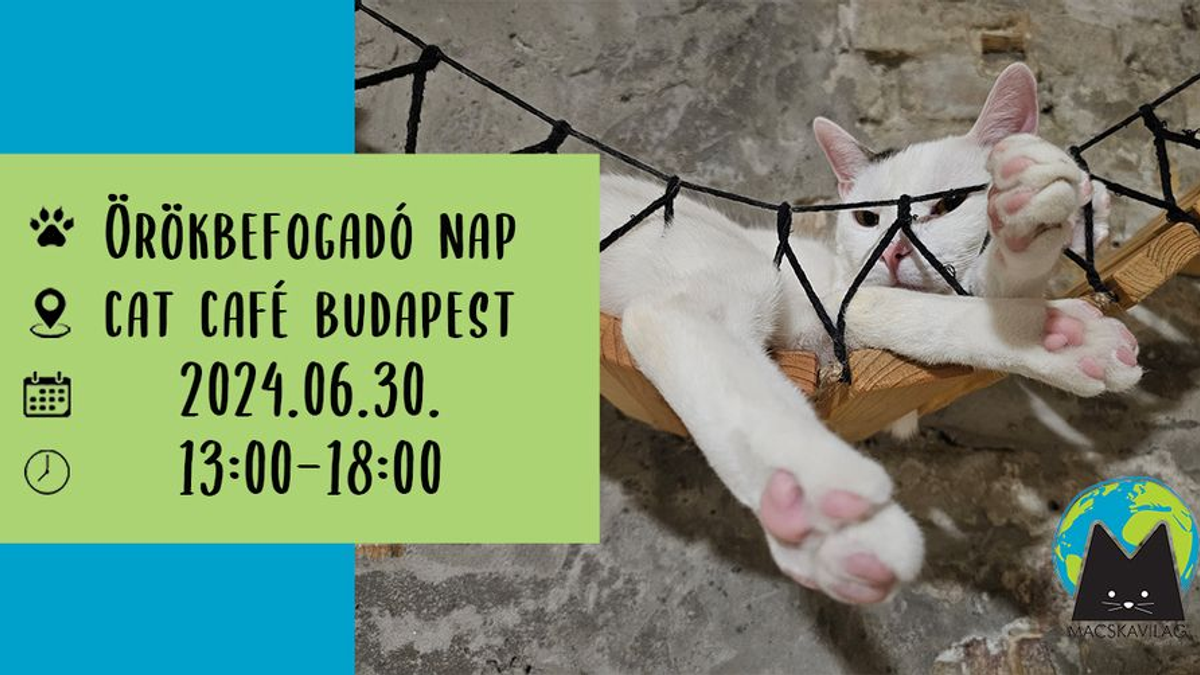 Cica örökbefogadó nap