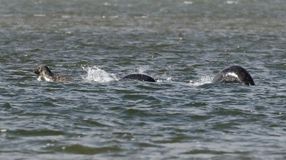 Elcsípték a Loch Ness-i szörny hangját: levadászhatják Nessie-t