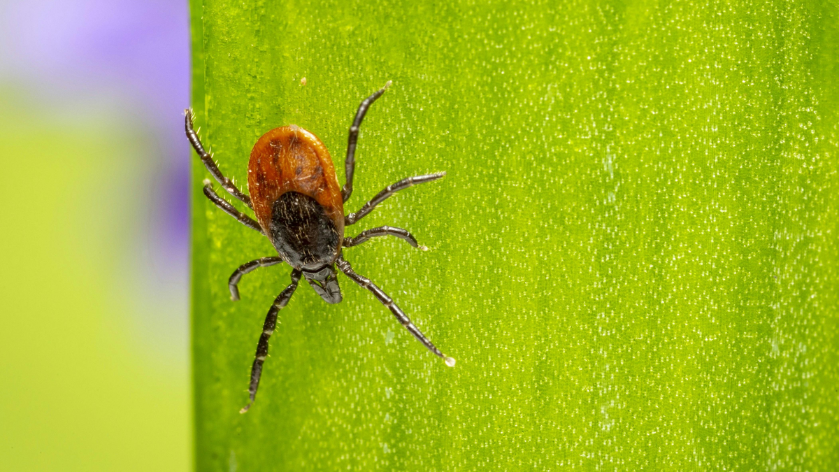 Halálos a csípése – Egzotikus horrorkullancs tűnt fel Budapesten: ezen a helyen látták először