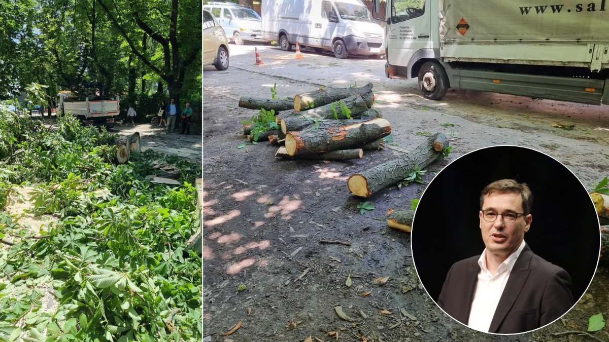 Újabb pusztítás Rómaifürdőn: a lakosság tiltakozása ellenére kivágják a védett fákat