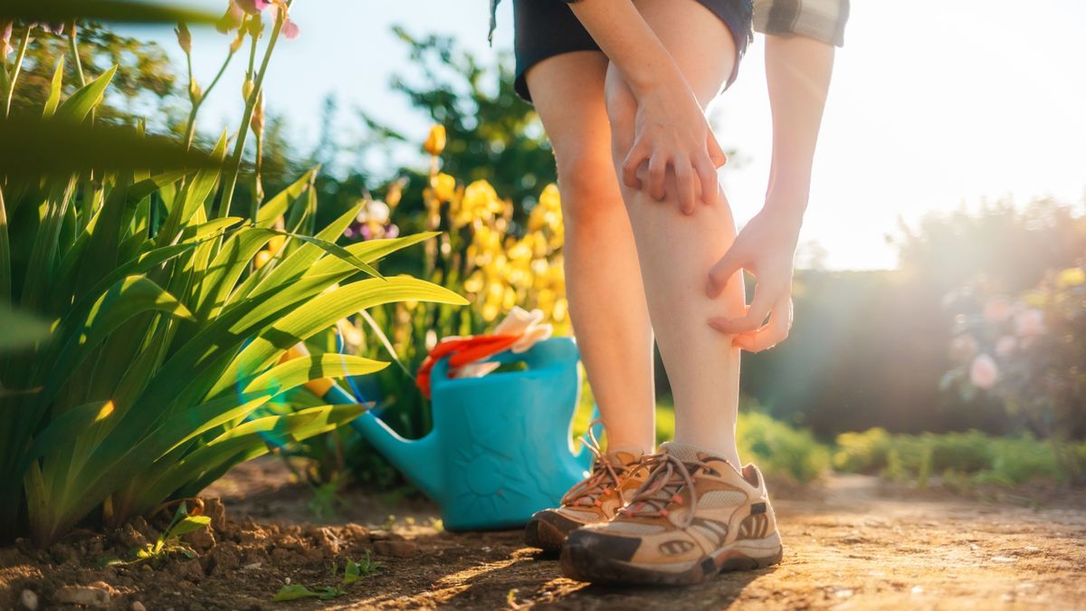 A szúnyogok nyáron élnek igazán, a hőség az ő terepük és csípnek, ha van rá lehetőségük /