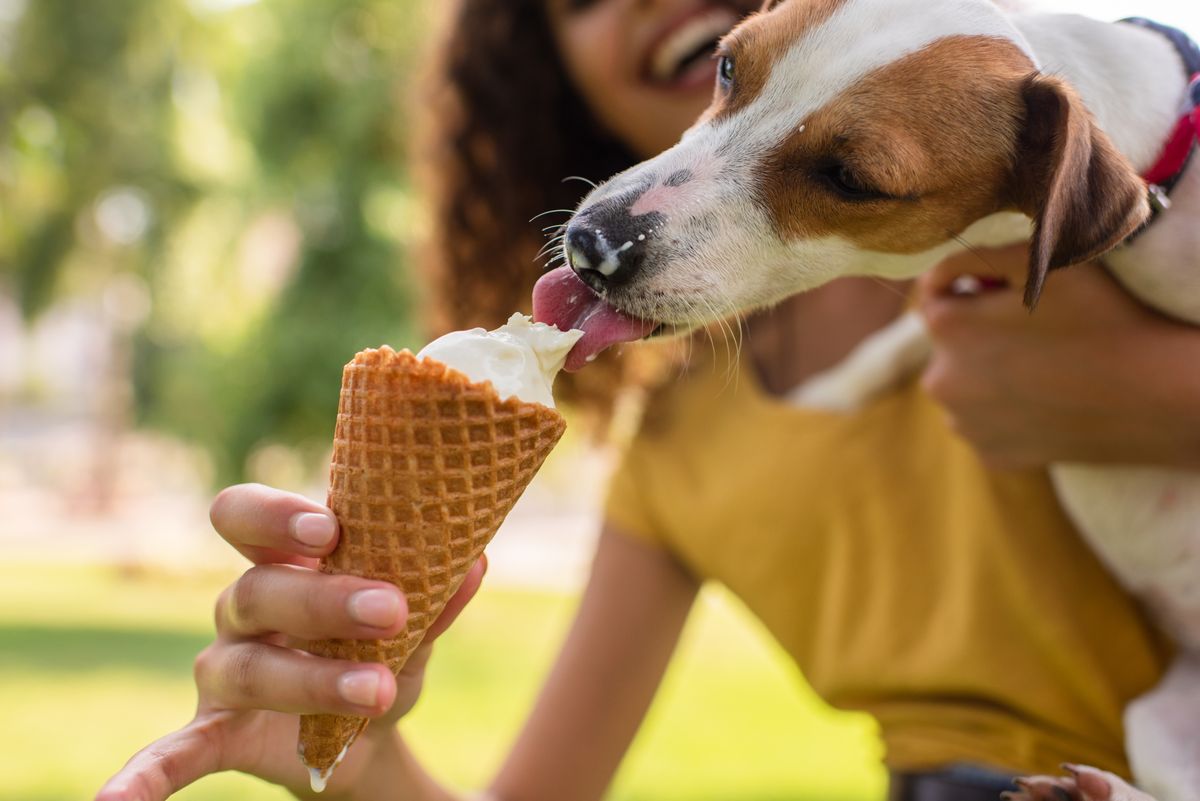 Cropped,View,Of,Young,Woman,Feeding,Jack,Russell,Terrier,Dog