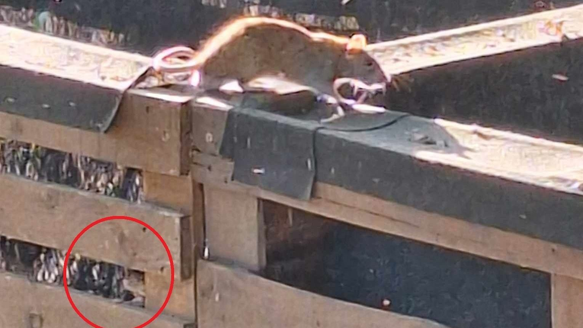 Elözönlötték a patkányok Budapestet, a komposztálókban csak úgy hemzsegnek