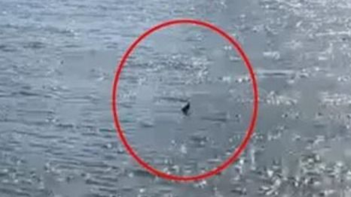 Kitört a pánik a fővárosban: cápa tévedt a folyóba