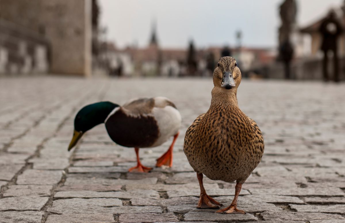 Prague,,Czech,Republic,-,April,14,,2020.,Only,Two,Duck