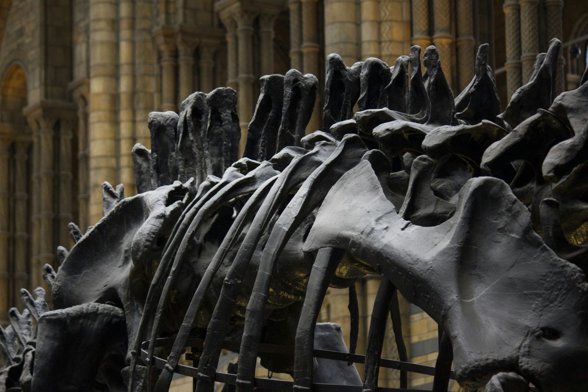 dinoszaurusz-lelet