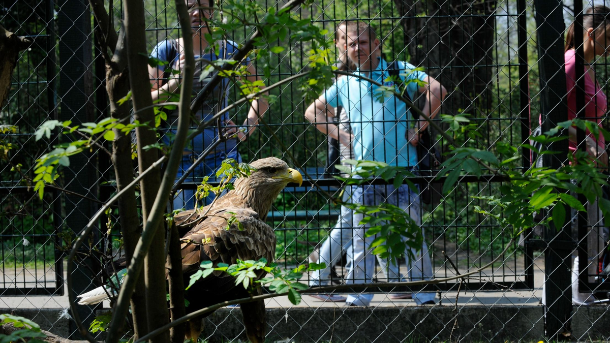 Ma ünnepli a születésnapját a fővárosi állatkert: ezzel készül a látogatóknak