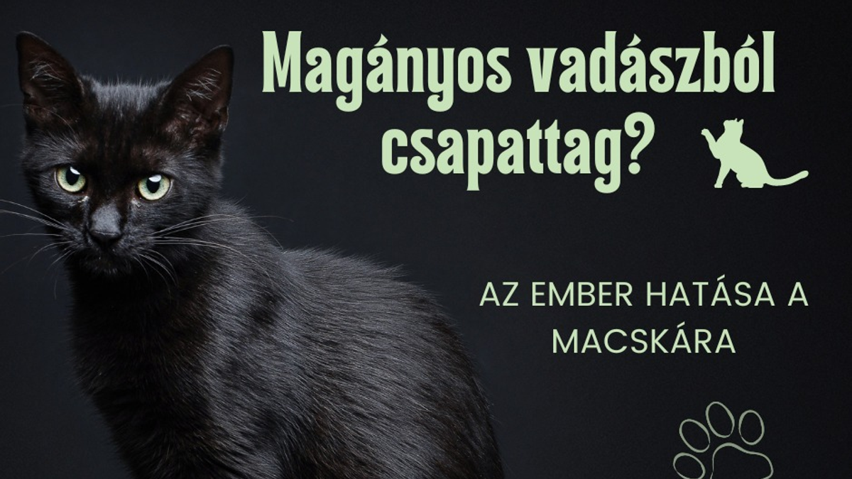 Magányos vadászból csapattag? Az ember hatása a macskákra