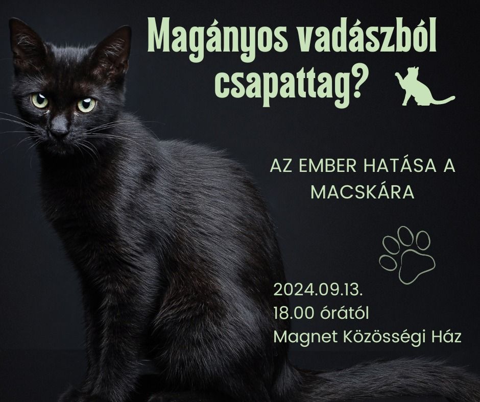 Magányos vadászból csapattag? Az ember hatása a macskákra