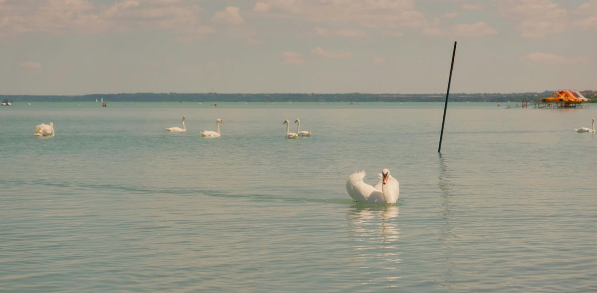 Balaton