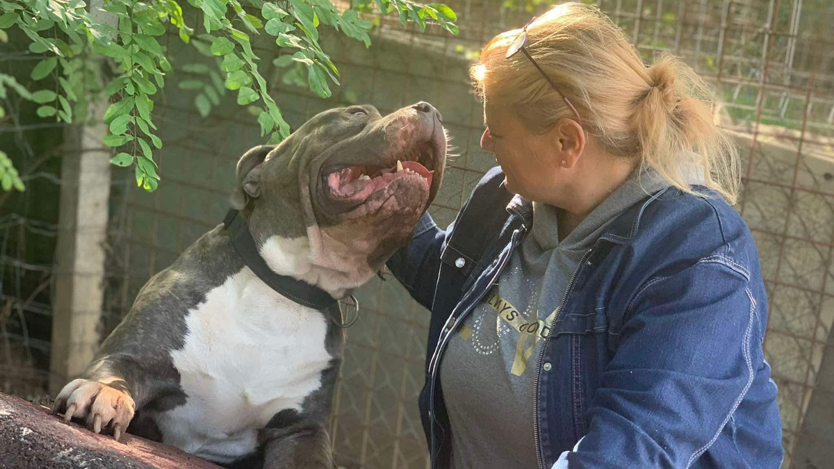 Egy új esélyt kapott az életre a 80 kilós Hugó