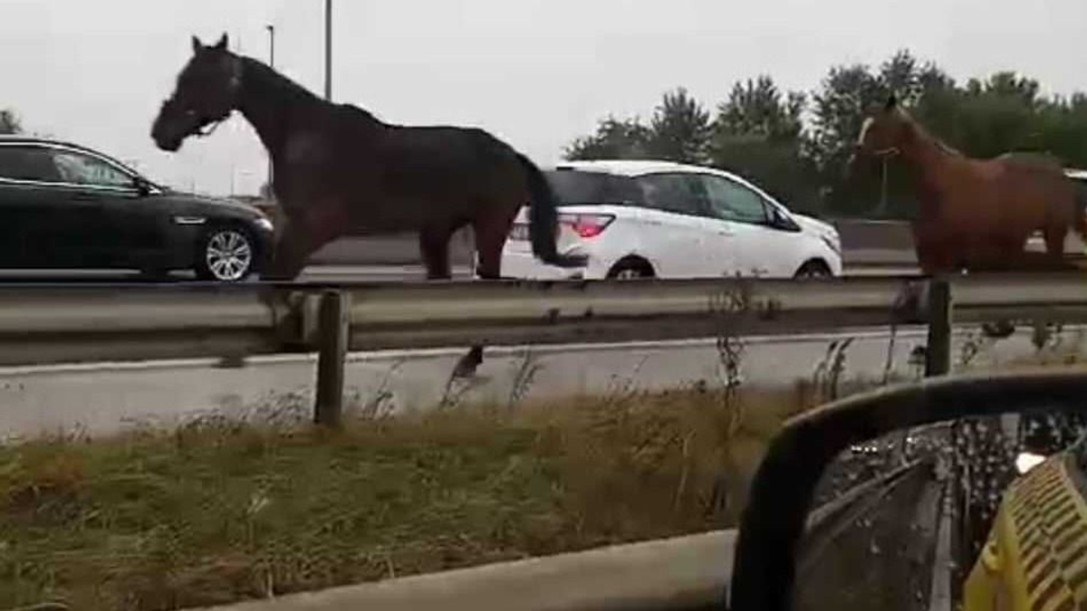 Lovak vágtáztak szembe a forgalommal az M5-ös autópályán - Videó