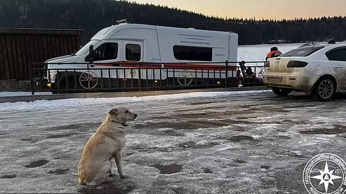 Összefacsarodik a szív: a hűséges kutya 4 napig el sem mozdult a jeges földről, ahol a gazdája meghalt