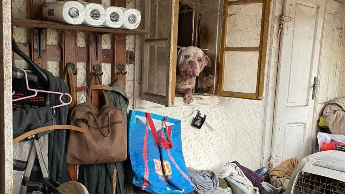 Gyomorforgató: újabb kutyaszaporító telepet zártak be, bűz és mocsok mindenütt