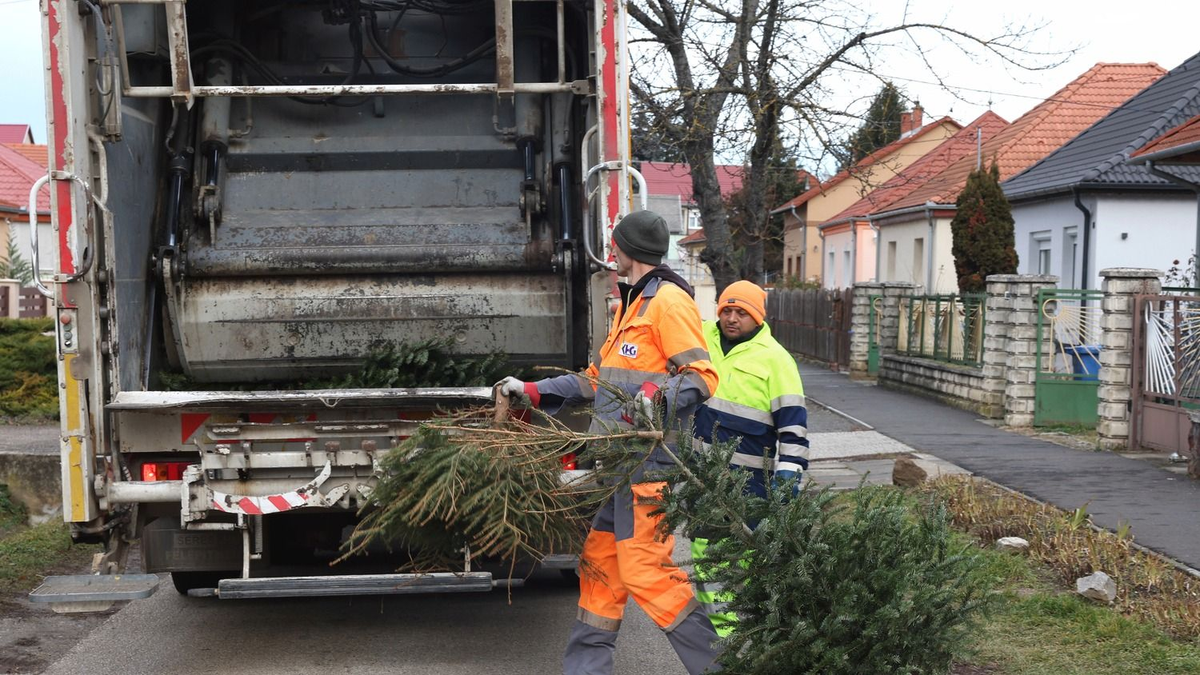 Hová lehet kidobni a fenyőfákat?