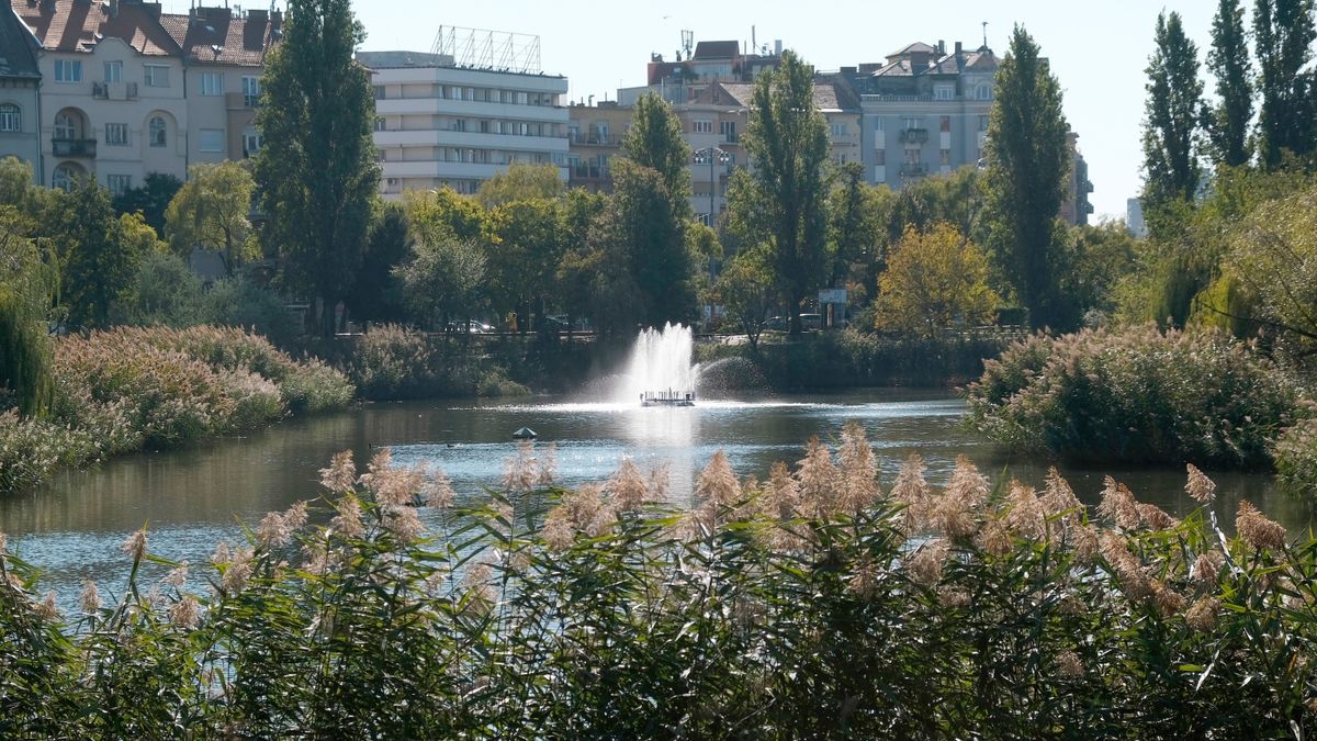 mérgez, méreg, mérgezés, Feneketlen-tó, Újbuda, madarak, madár, 