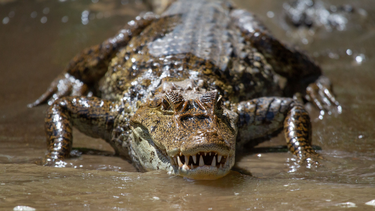 Azt hitte, szobor – szelfi közben támadt turistára a krokodil!