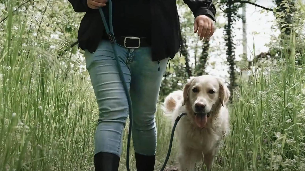 Életveszélyes is lehet a toklász a kutyákra