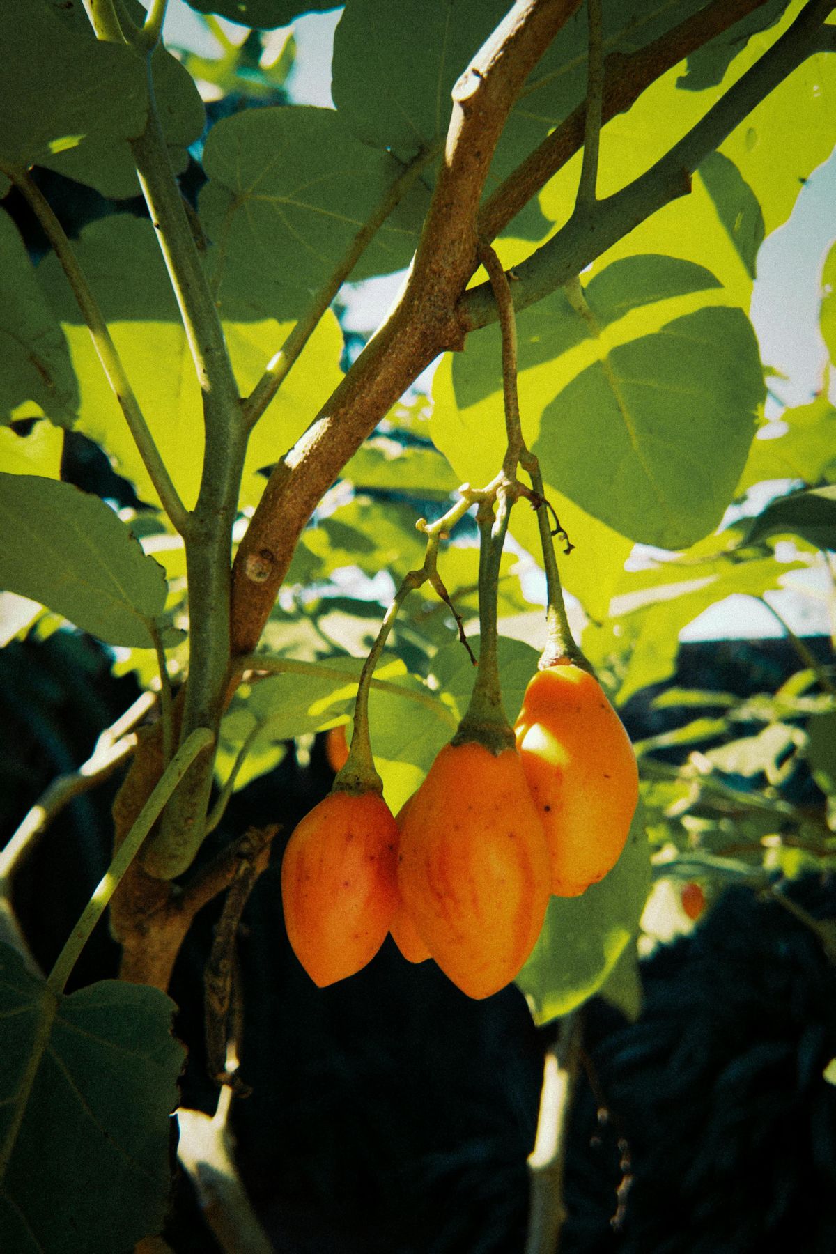 Tamarillo