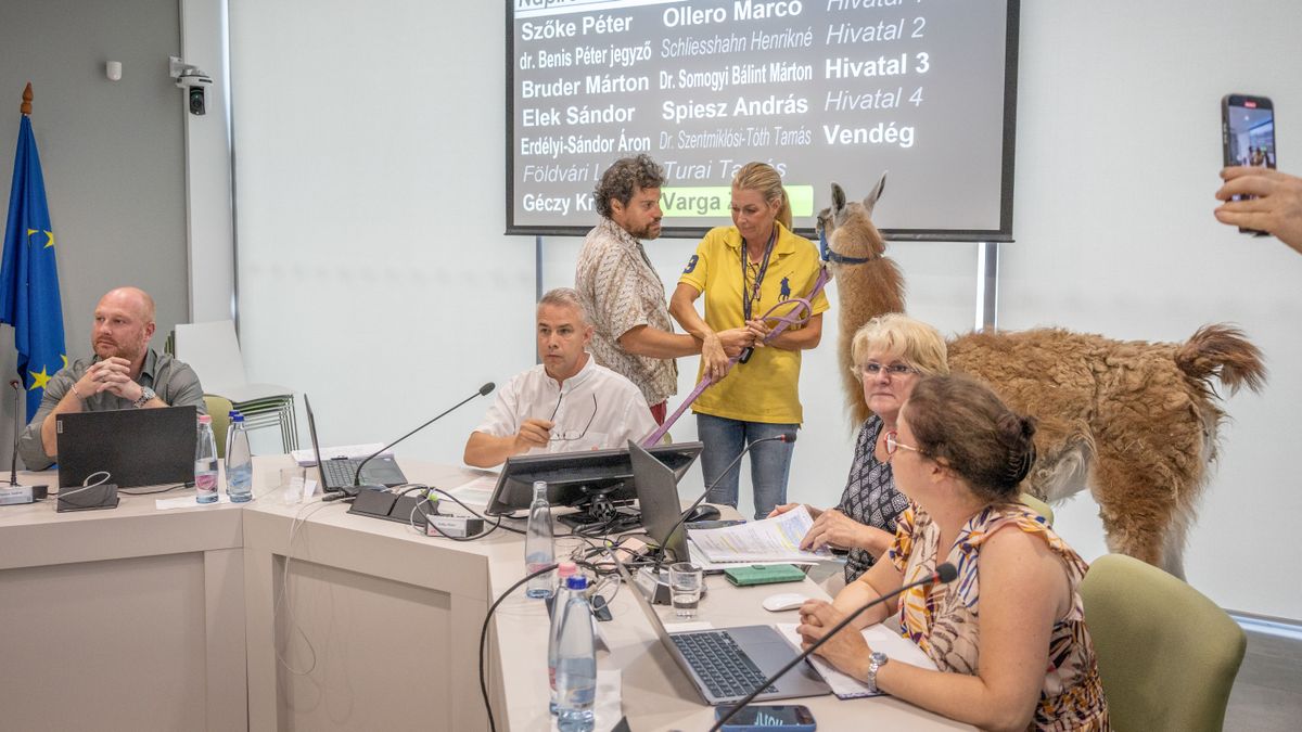 A gazdák a testület megenyhítése érdekében vittek lámákat az ülésre. 