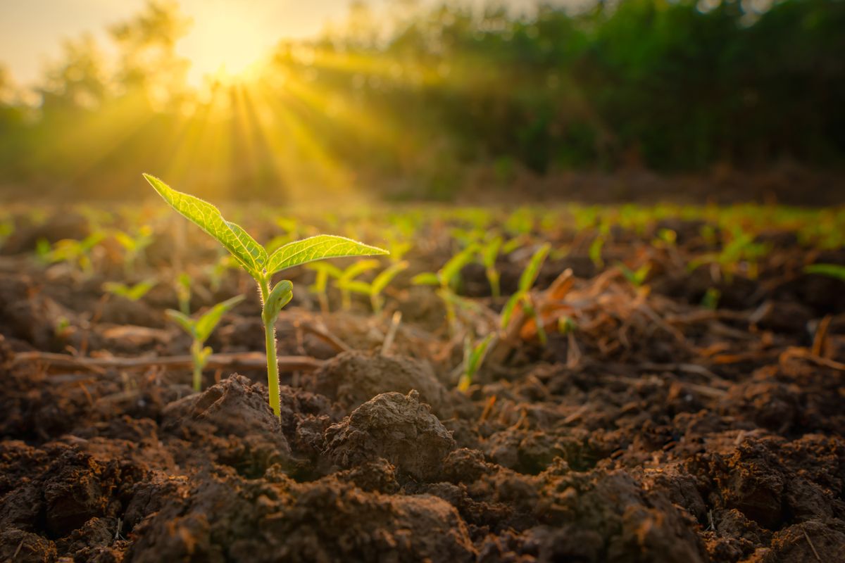 Sapling,Mung,Bean,In,Agriculture,Garden,With,Light,Shines,Sunset