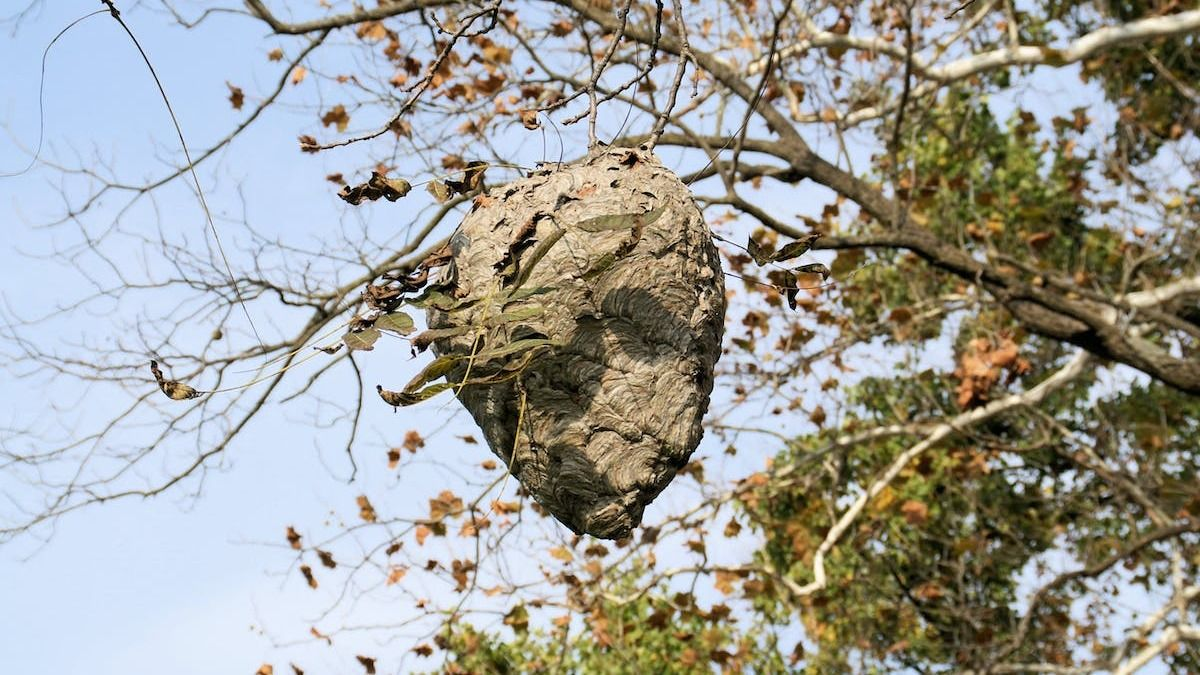 Rettegnek a budapesti lakótelepen, darázsinváziótól tartanak