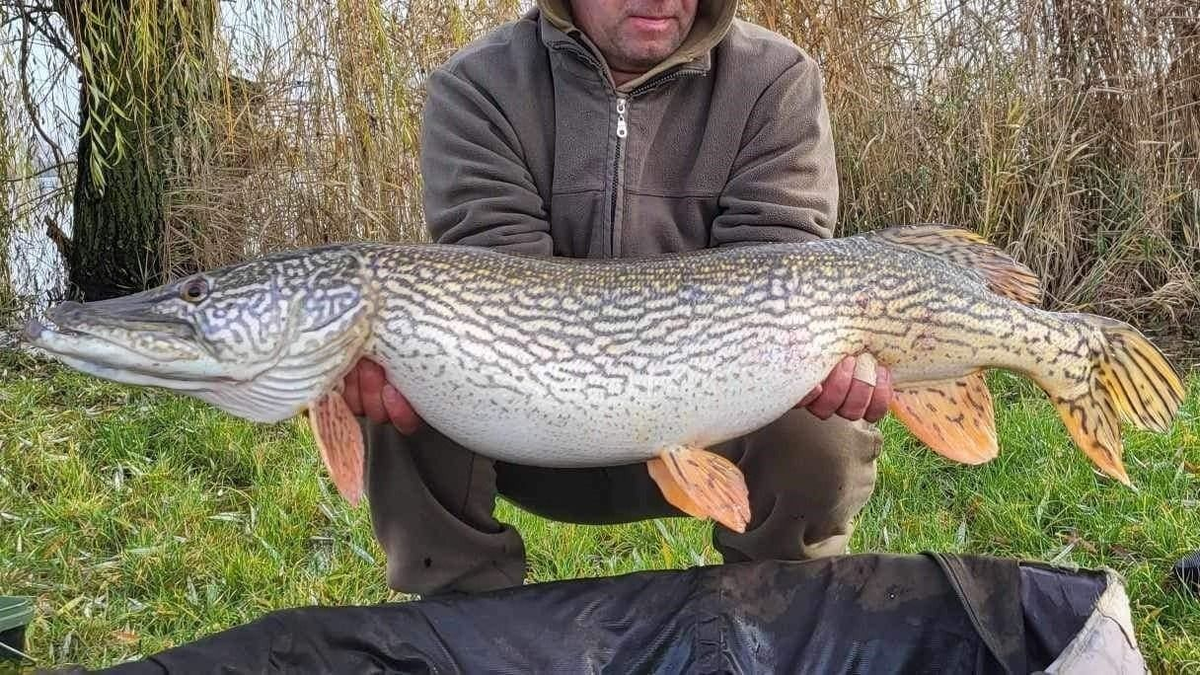 Kvíz: 34 halfajta él a magyar tengerben! Te mindet felismered?