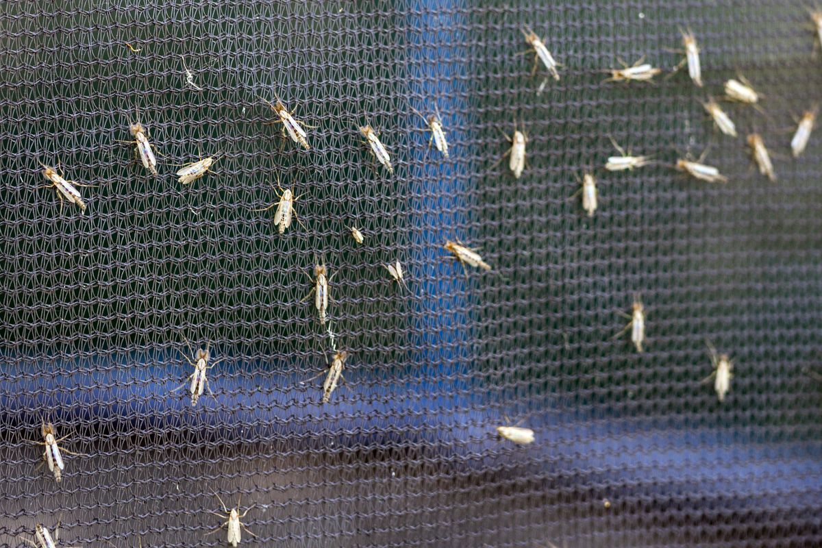 Lot,Of,Midges,Or,Mosquiotos,Sitting,On,Balck,Protective,Insect