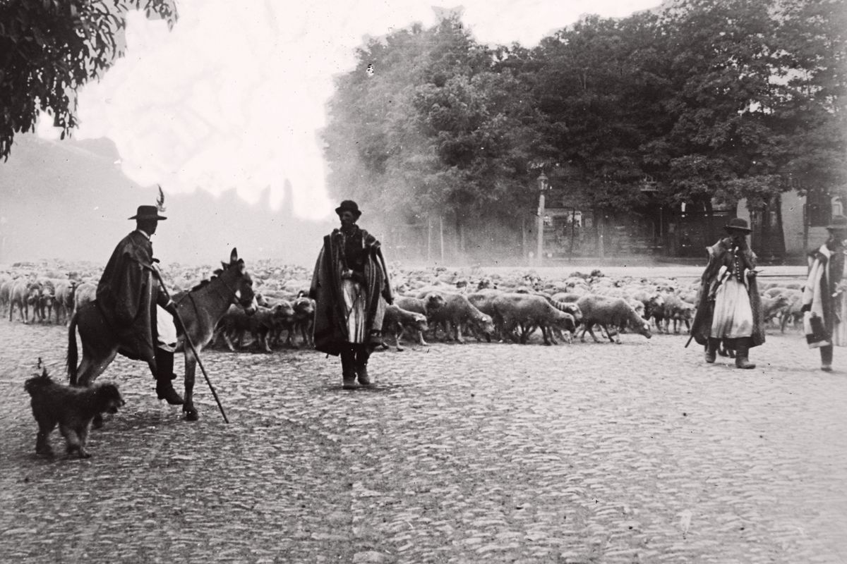 szamár, népviselet, pásztor, nyáj, pásztorkutya, pumi, kalap, gatya, cifraszűr