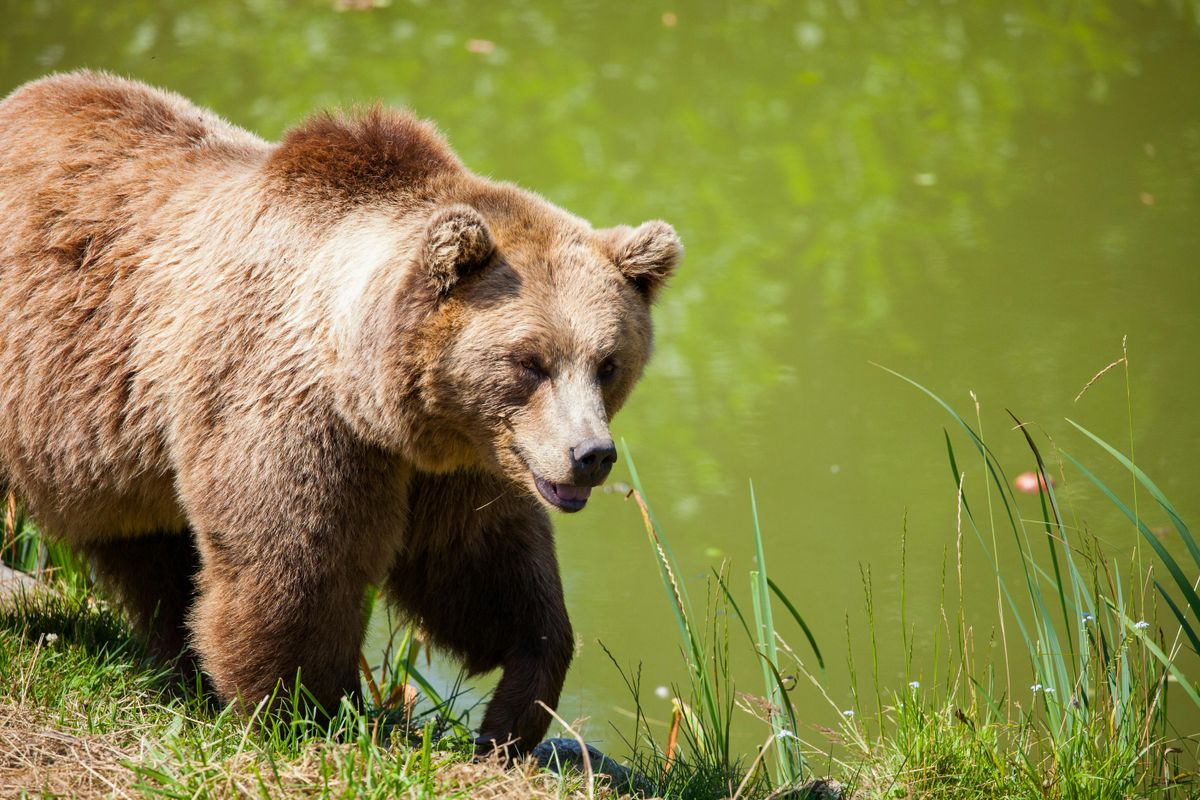 Újabb medveészlelés Magyarországon: figyelmeztetést adott ki a nemzeti park