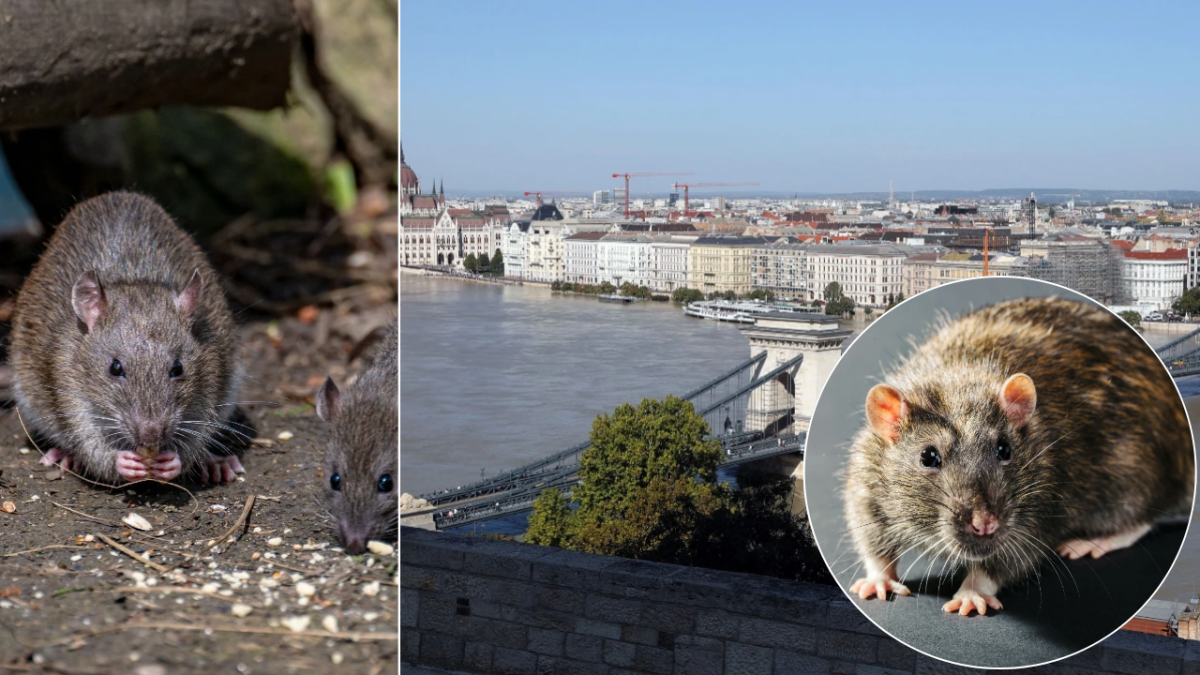 Patkányinvázió van Budapesten - hogy jutott idáig a főváros?