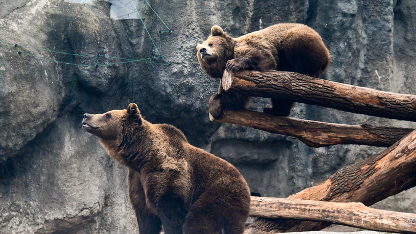 Kvíz kérdést ábrázoló kép.