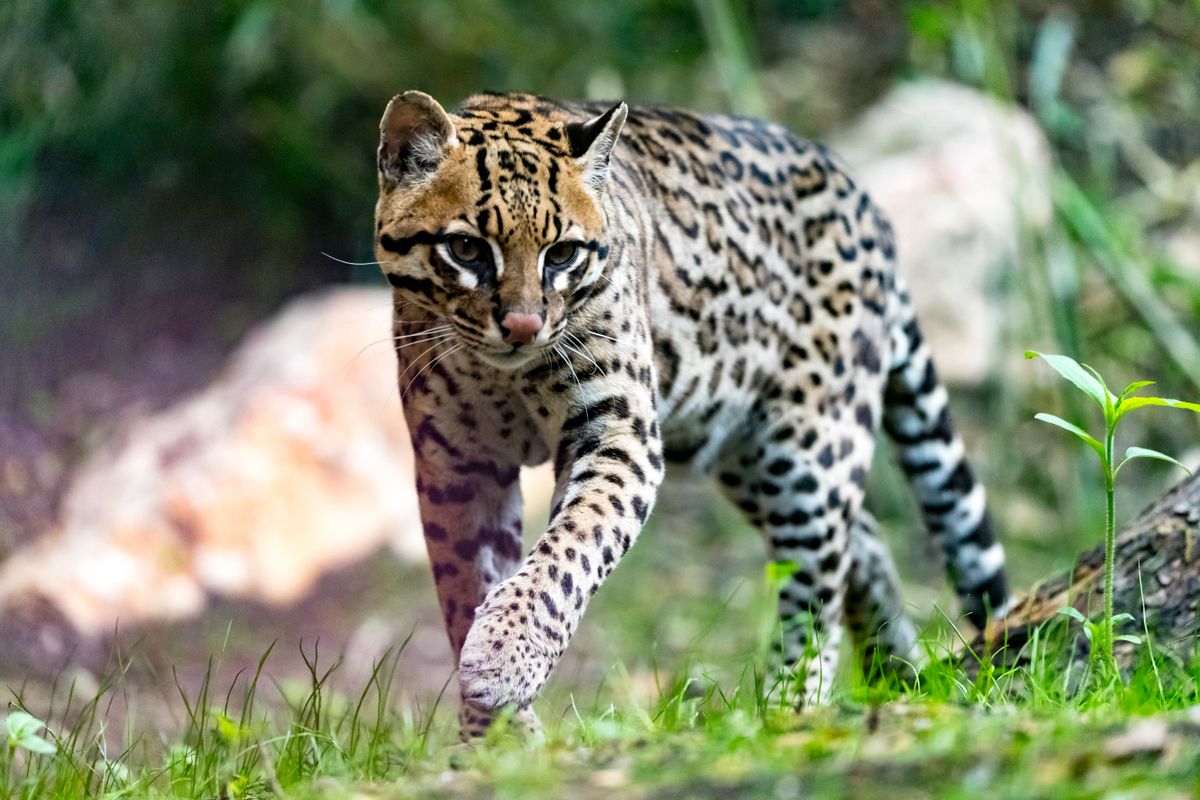 Illusztráció, ocelot a kertben