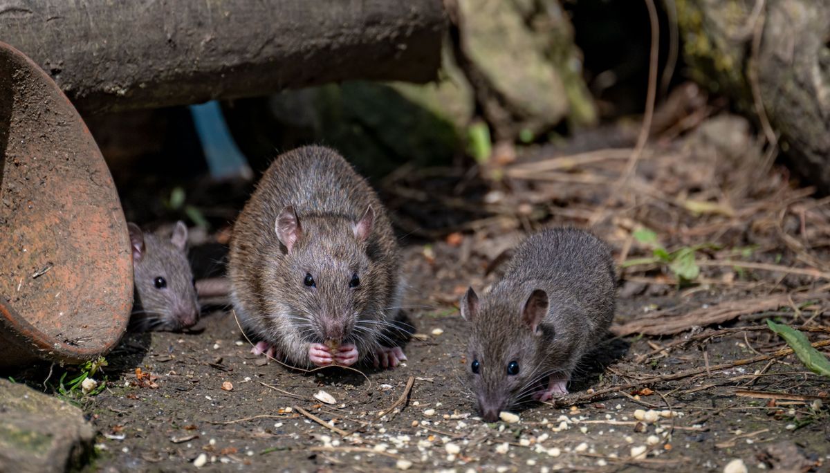 Egyre több helyen jelennek meg patkányok Budapest utcáin és közterületein.