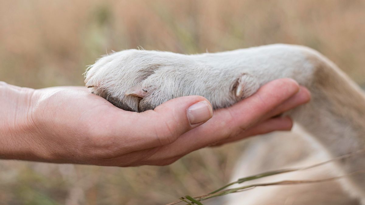 alt=A kutyák és az emberek agya hasonlóan hasonló tüneteket produkál a túlzott környezeti hatásokra 