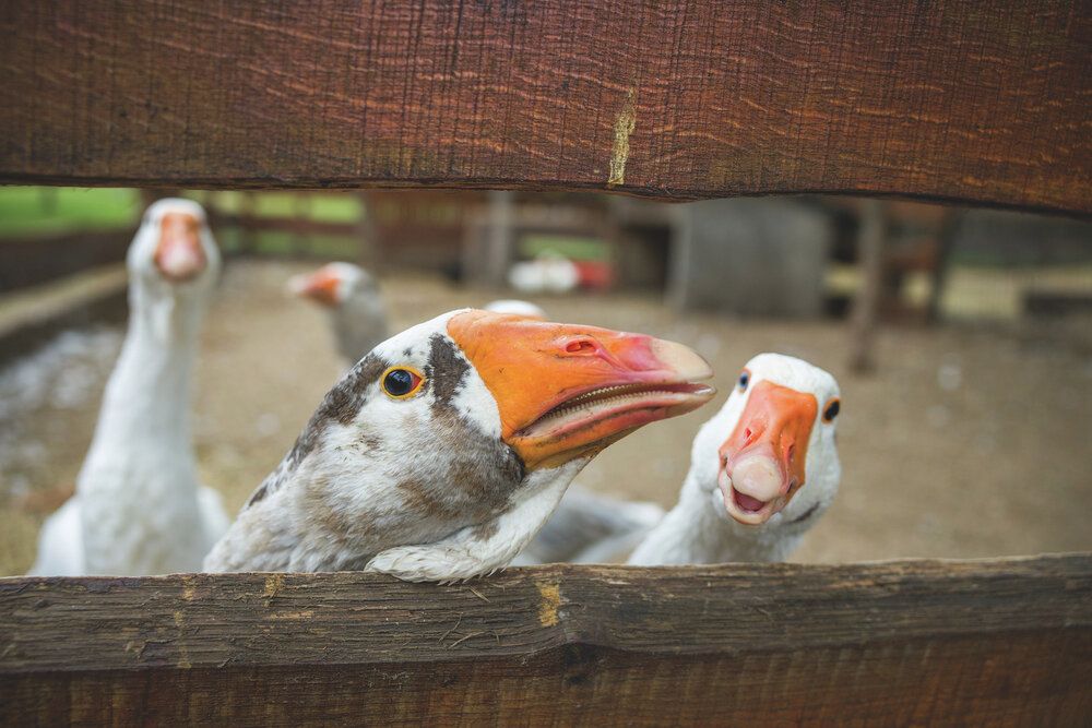 Liba lúd-01Márton nap