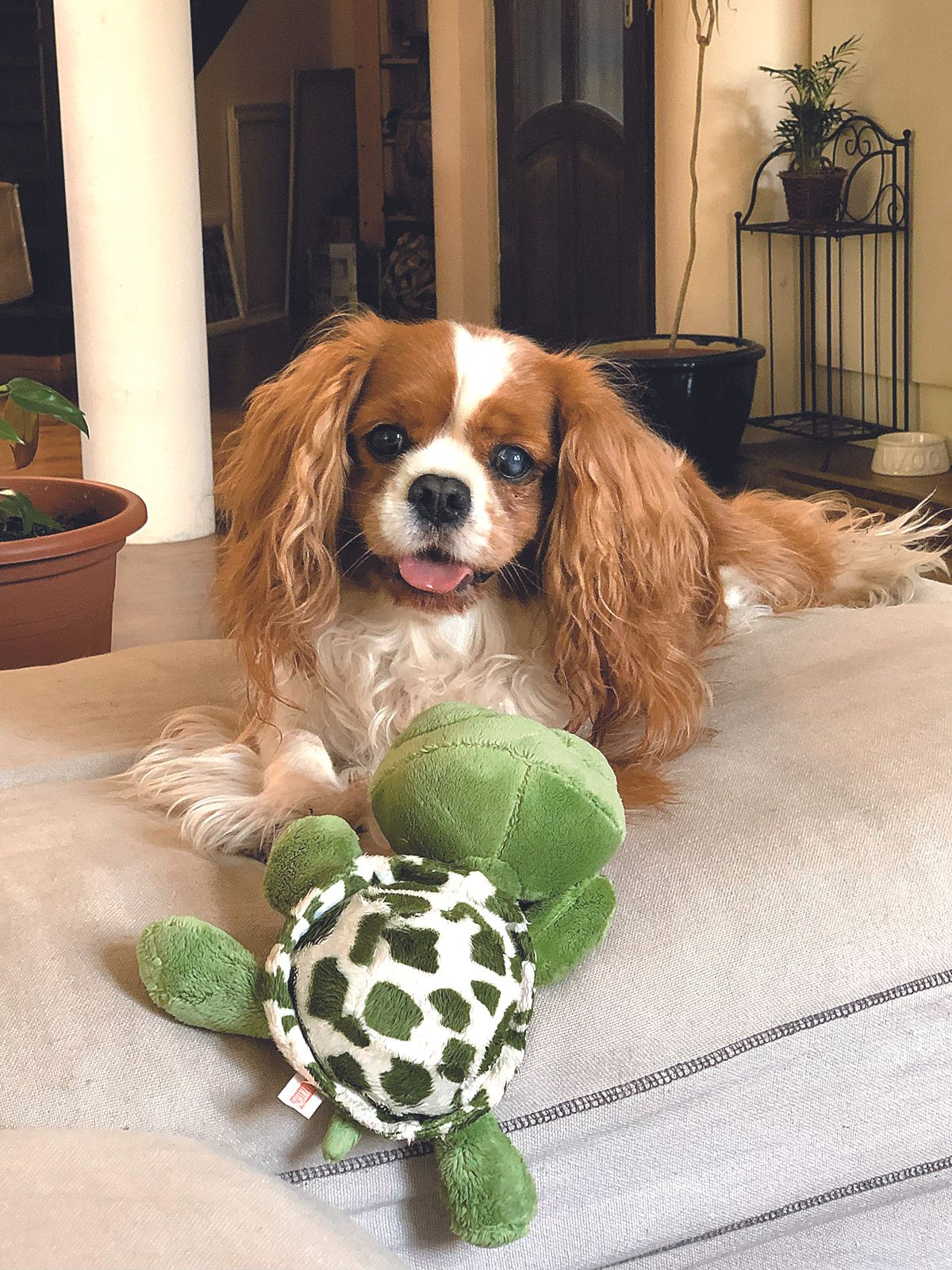 Én és a kedvencem – Peller Károly és Bóni – METROPOL