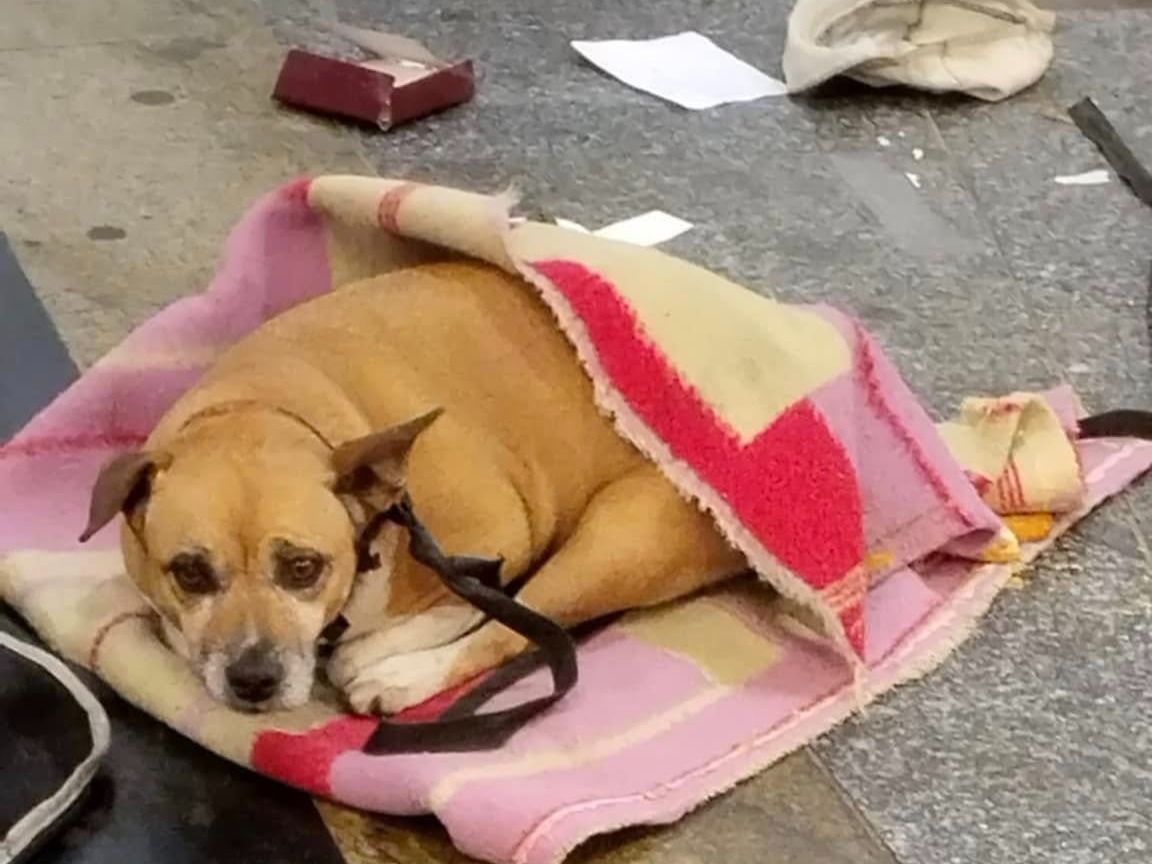 lopott kutya - koldulás