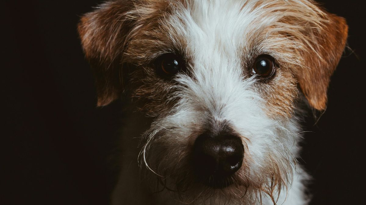 A kutyatámadás után a gazdik ebédeltek tovább