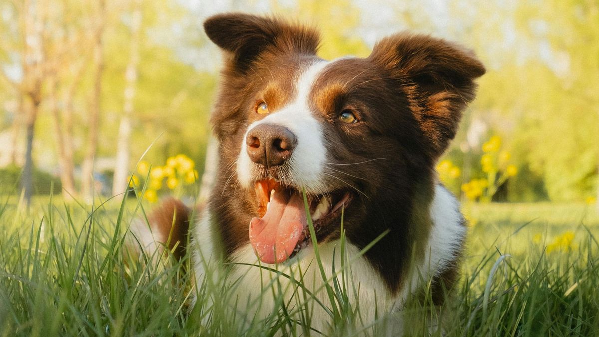 alt=A fiatal nő a szokásos sétára ment szeretett kutyusával, amikor egyik percről a másikra az állat rosszul lett