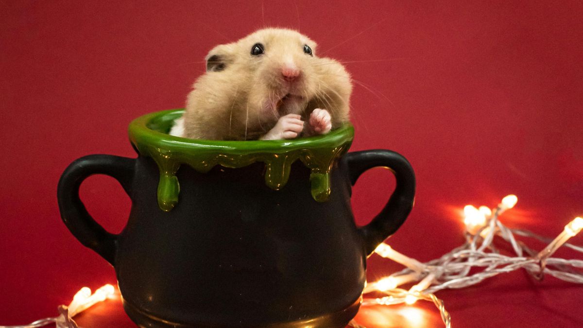 alt=Saját hörcsöge inspirálta a férfit az óriási hörcsögkerék építésére, amit az erdőben helyezett el kísérlet céljából /